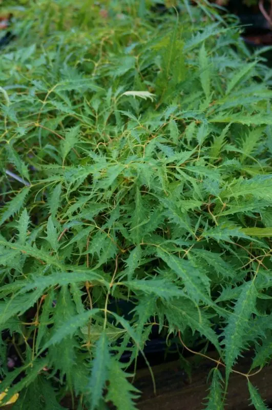 Aruncus &#8211; herb for outdoor use