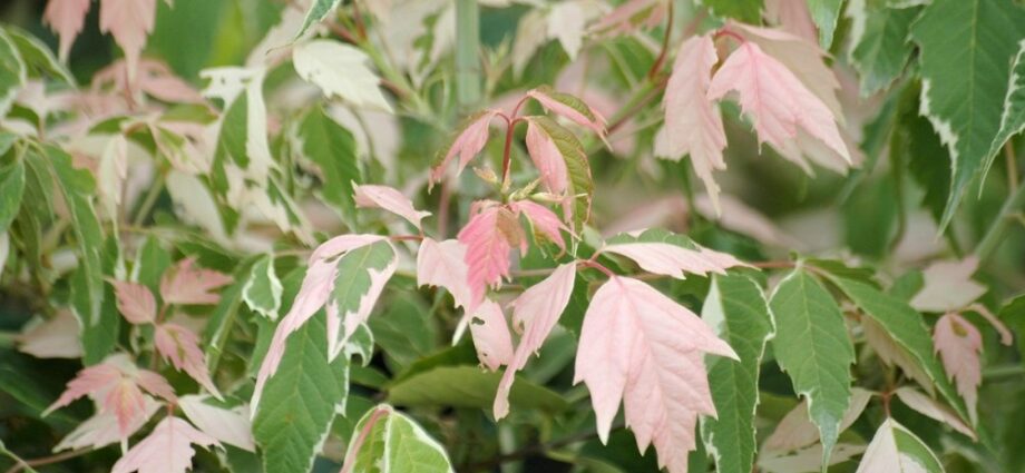 Ash-leaved maple flamingo