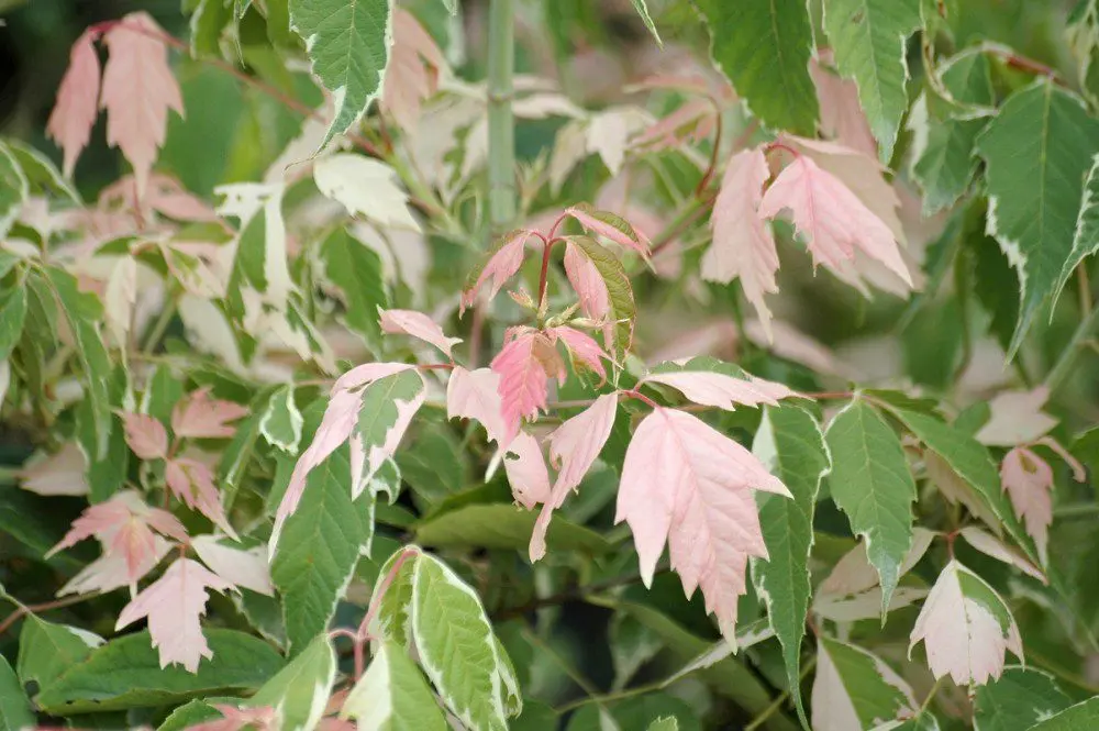 Ash-leaved maple flamingo