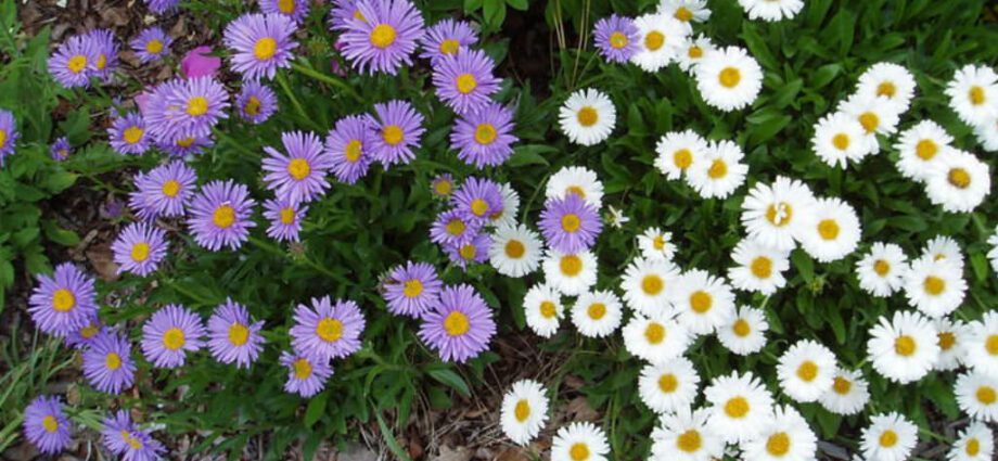 Asters on the site: growing and care. Video