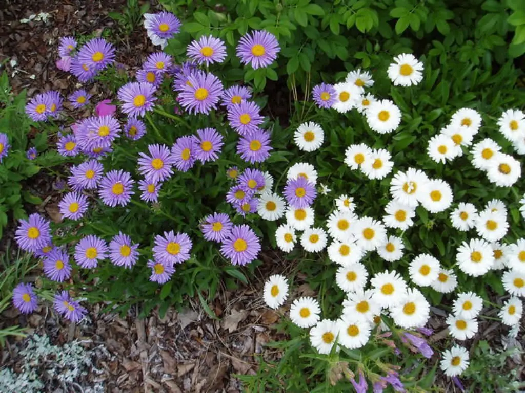 Asters on the site: growing and care. Video