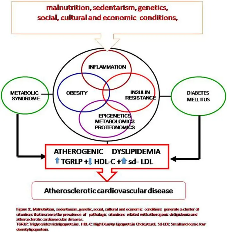 Atherogenic: definition, risks, prevention