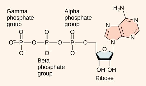 ATP, molekul a dị n'ahụ anyị nke na -echekwa mgbu azụ…