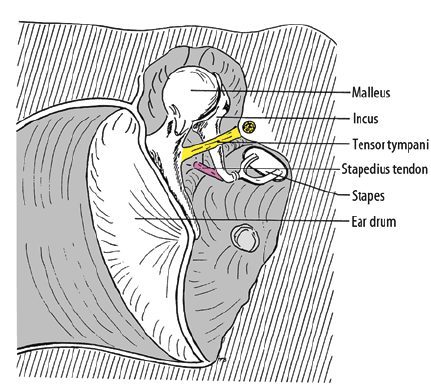 Auricular pear: how does it work?