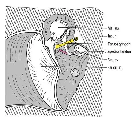 Auricular pear: how does it work?