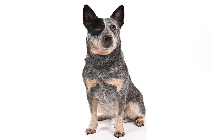 Australian Cattle Dog