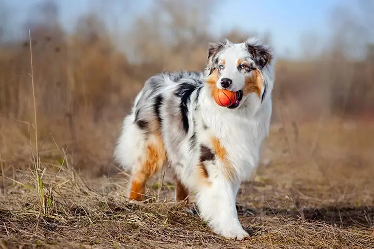 Australian shepherd