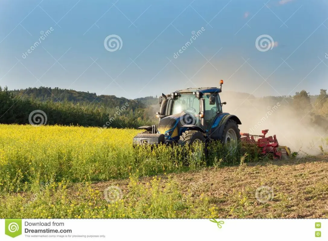 Autumn chores: why sow mustard in the country