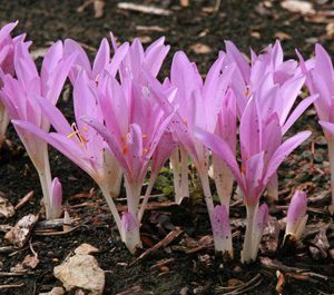 Autumn crocus varieties