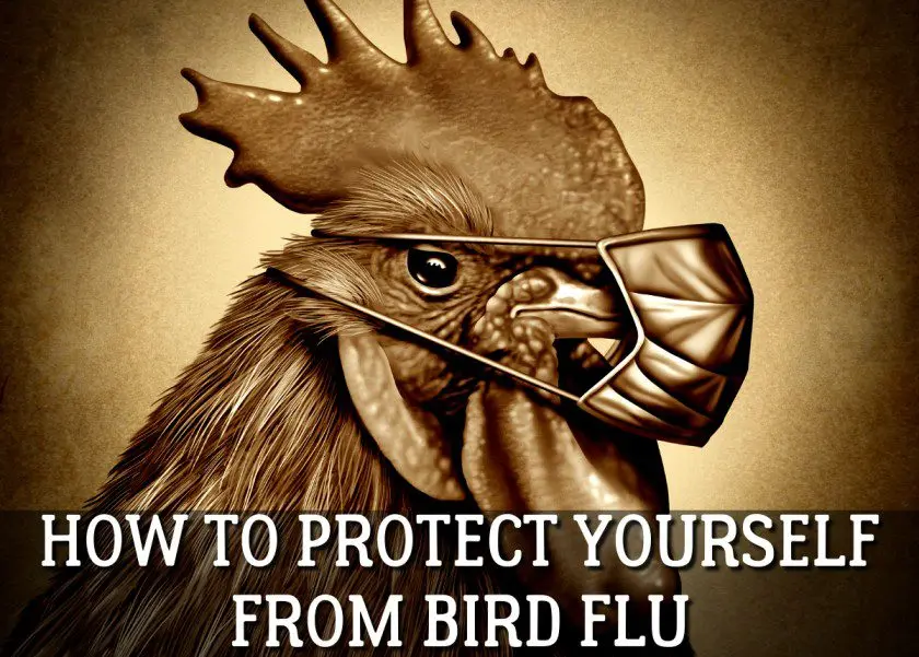 Avian Flu: How to Protect Yourself?