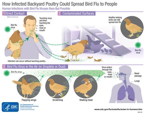 A madárinfluenza tünetei