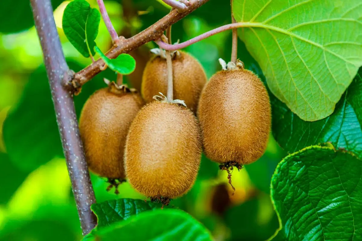 Avocado, mango, persimmon, kiwi: how to grow them at home