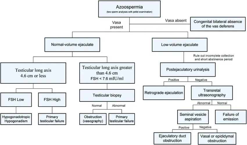 Azoospermia: definition, causes, symptoms and treatments