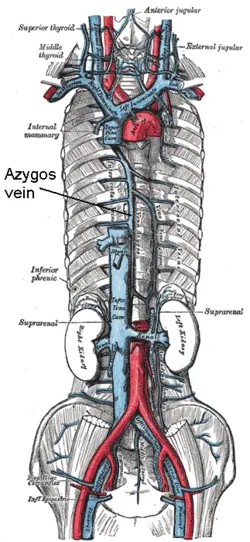 Azygos vein