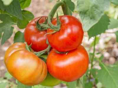 Babushkino tomatoes: variety description