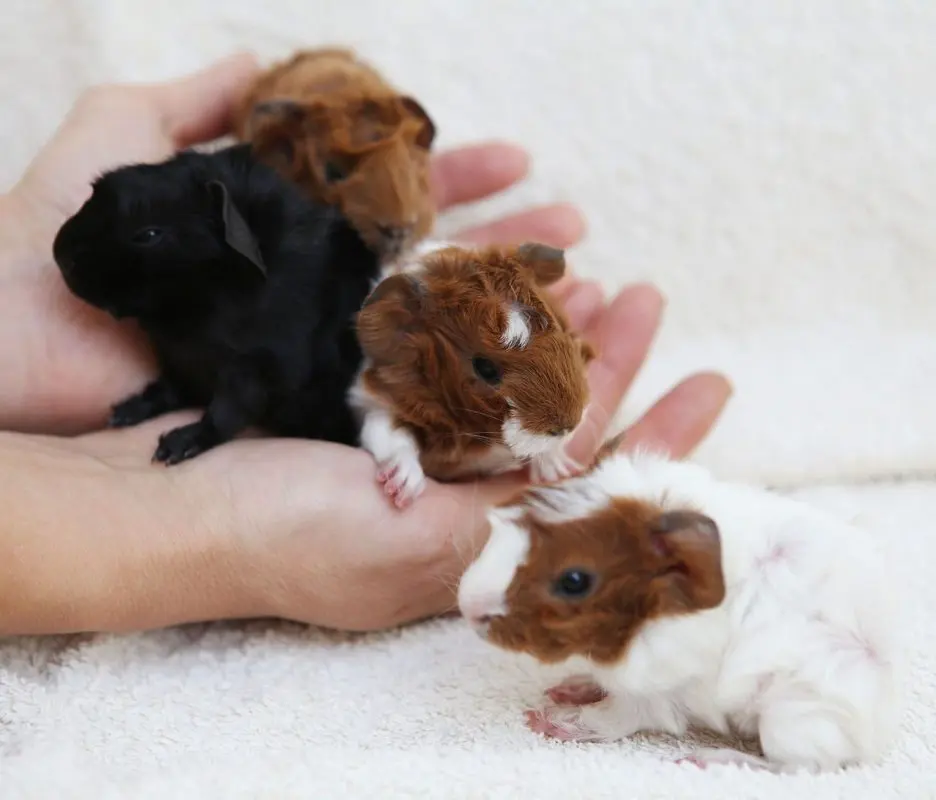 Baby guinea pig: how to take good care of it?