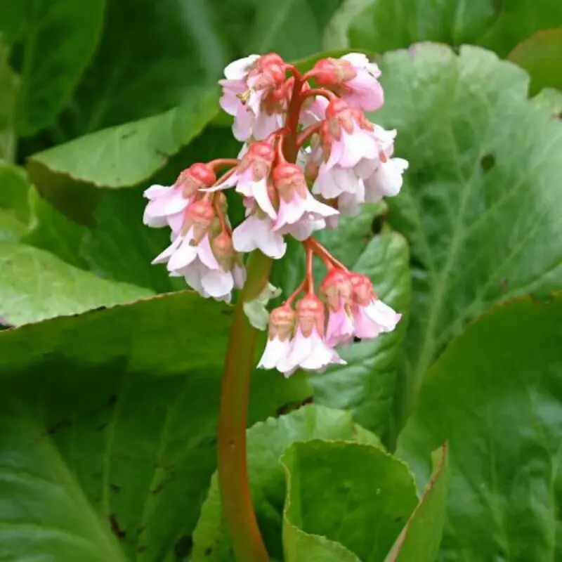 Badan from seeds: planting, care in the open field