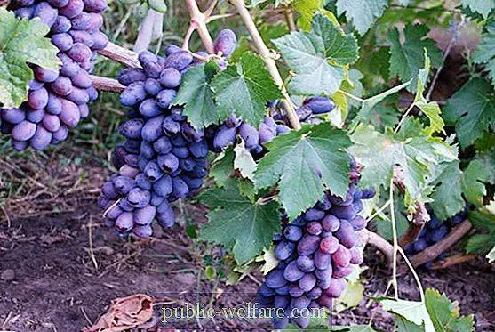 Baikonur grape: grape variety