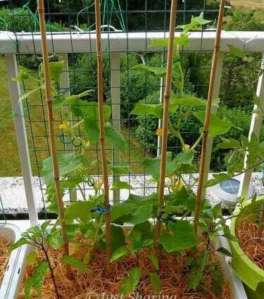 Balcony cucumber: growing, feeding