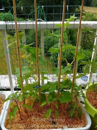 Balcony cucumber: growing, feeding