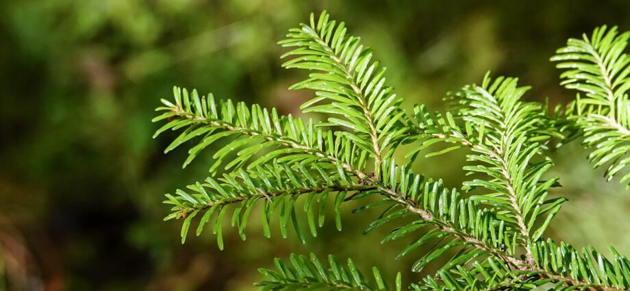 Balsam fir: description