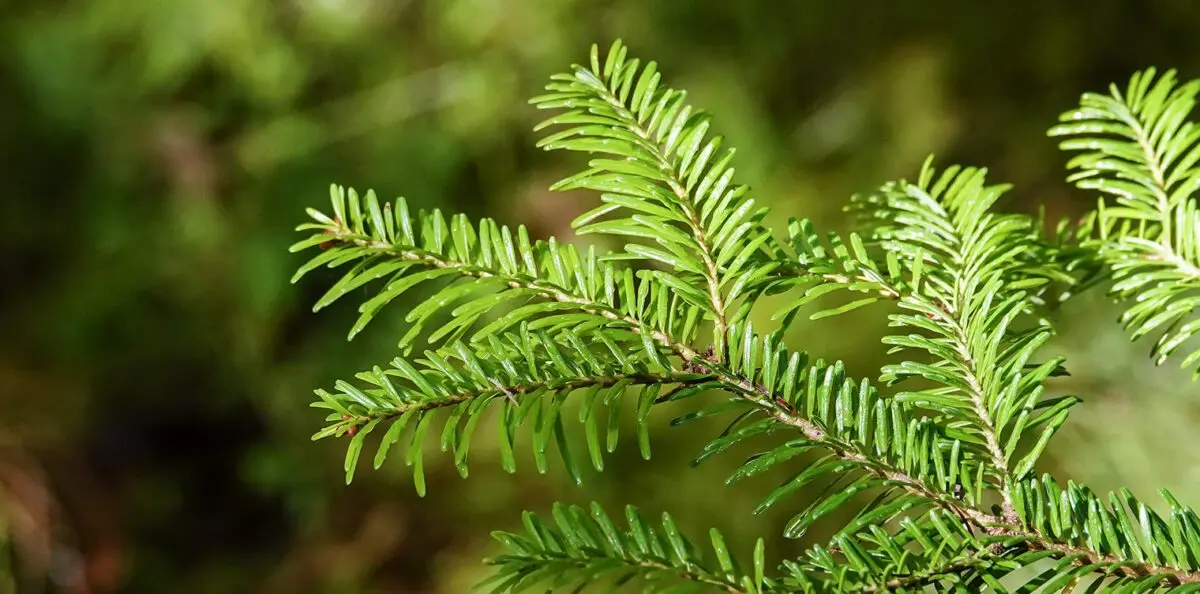 Balsam fir: description