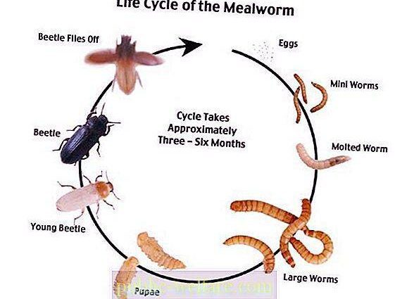 Barbel甲蟲：如何擺脫