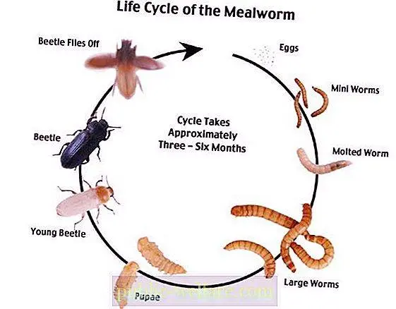 Barbel beetle: how to get rid