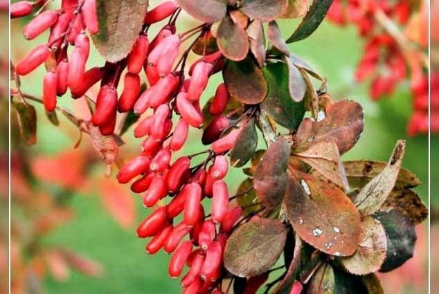 Barberry: useful and medicinal properties. Video