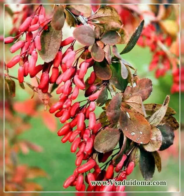 Barberry: useful and medicinal properties. Video