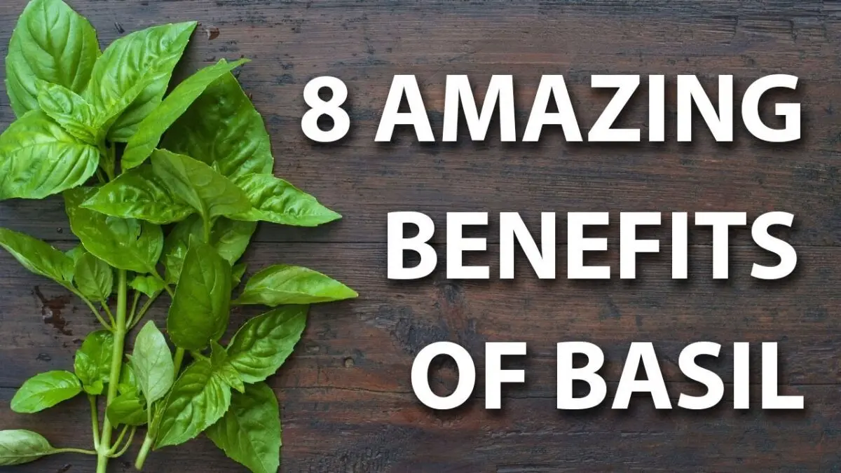 Basil: beneficial properties. Video