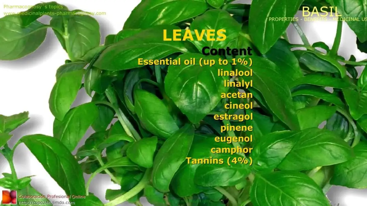 Basil: properties, treatment, composition, application. Video