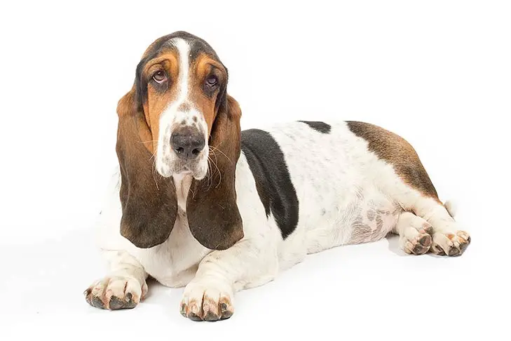 Basset hound