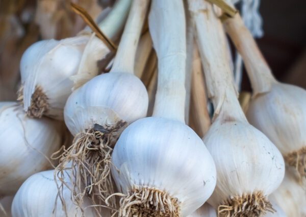 Battle for the harvest: why plant garlic in strawberries