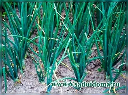 Batun onion: planting, leaving