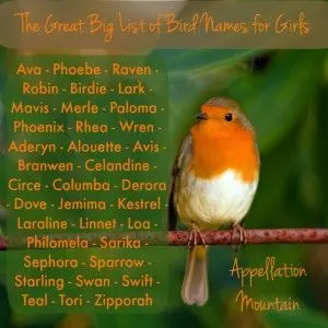 Beautiful and rare names for children with the meaning of animals and birds