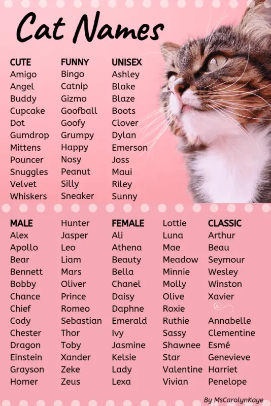 Beautiful name for a kitten: choosing the best name for a pet