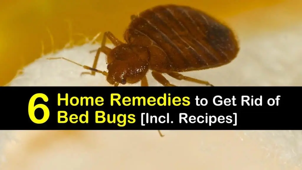 Bed lice: how to get rid of at home