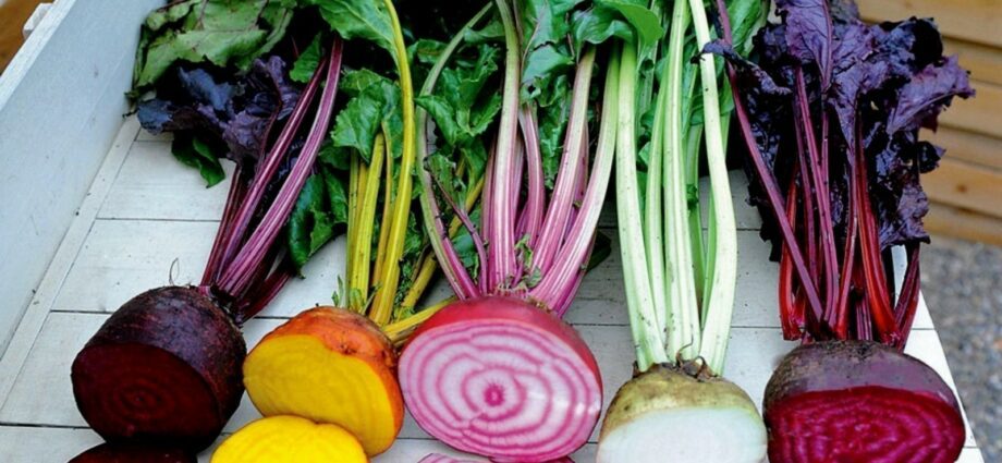 Beetroot: varieties