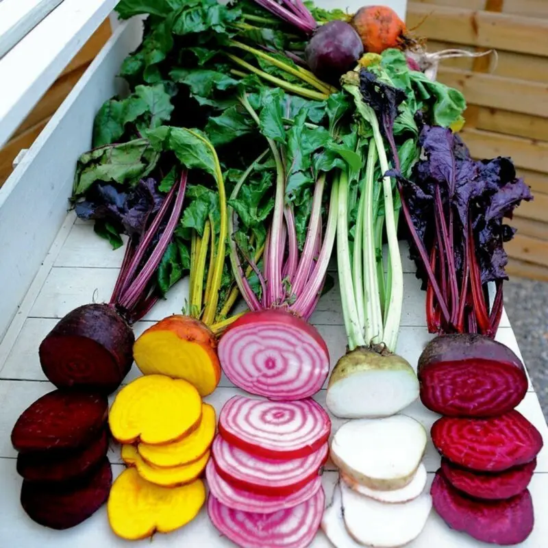 Beetroot: varieties