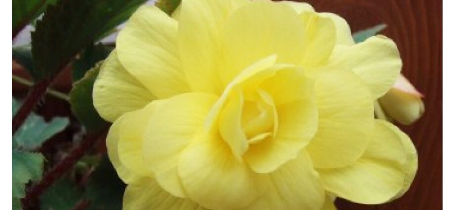 Begonia elatior: flower care. Video