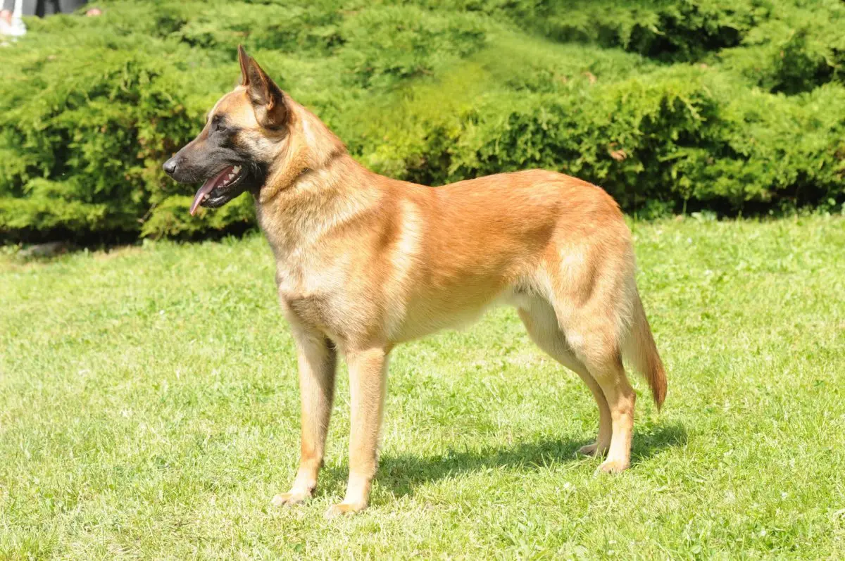 Belgian shepherd