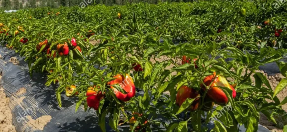 Bell pepper varieties for open ground