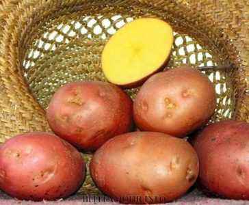 Bellarosa potato variety: variety description
