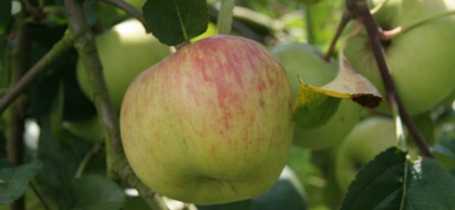 Bellefleur itacen apple