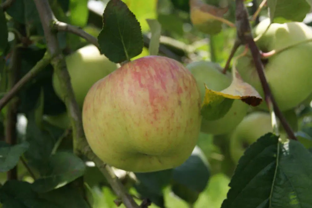 Bellefleur apple tree