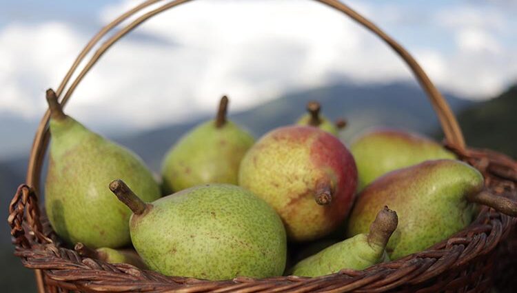 Bergamot pear varieties description