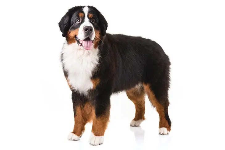 Bernese mountain dog