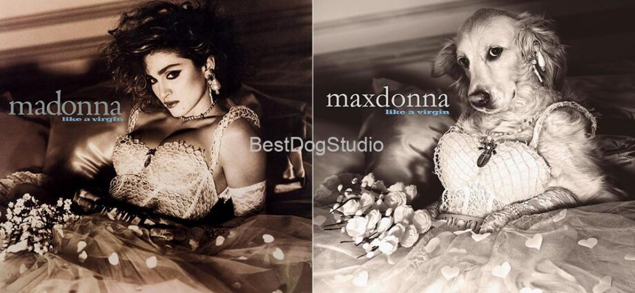 Ji orîjînal çêtir: kûçik bi hostayî wêneyên Madonna kopî dike