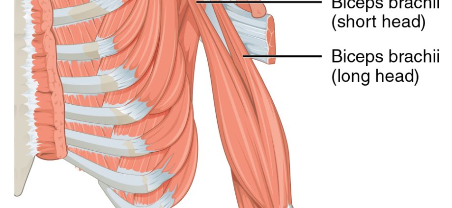 Biceps brachial